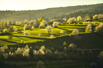 Spring landscape in Slovakia. Polana region, Hrinova. Green spring rural hills landscape, fields, flowering trees, organic farming © Zedspider