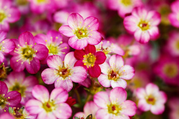 Close up of pink saxifraga flowers