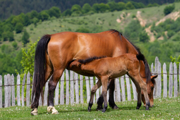 Fototapeta premium Horses in Boisoara, Romania
