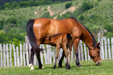 Horses in a pasture in Romania