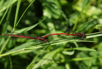 A mating pair of Large Red Damselfly, Pyrrhosoma nymphula, perching on a blade of grass.