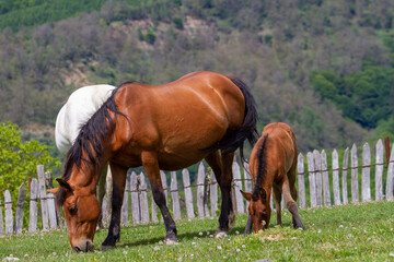 Village life in Boisoara, Romania