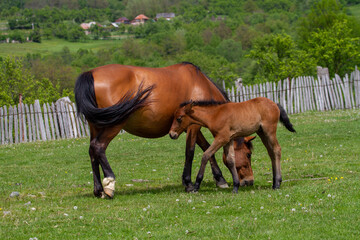 Horses in a pasture in Romania