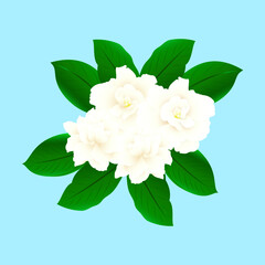 group of jasmine flower with leaves