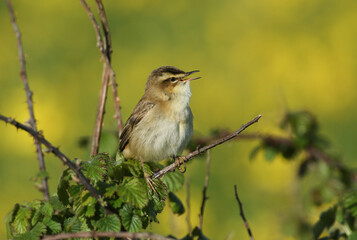 A singing Sedge Warbler, Acrocephalus schoenobaenus, perching on a bramble bush at the edge of a stream.