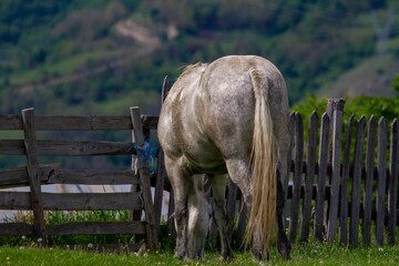 Horses in a pasture in Romania