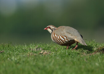 A pretty Red-Legged Partridge, Alectoris rufa, searching for food in a field in the UK.