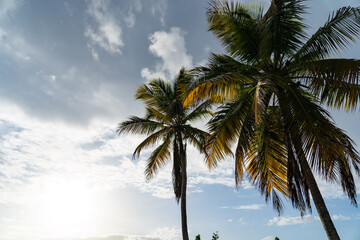 Tropical view With Palm Tree silhouette with blue sky and clouds. Vacation and travel concept.
