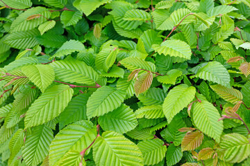 Junge Blätter der Hainbuche, Carpinus betulus