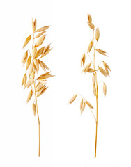 Ears of oats isolated on white background. Oat plant for package design.