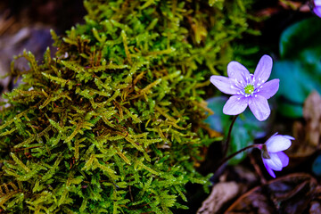 An&eacute;mones de montagne 