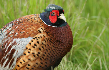 A head shot of a beautiful male ring-necked Pheasant, Phasianus colchicus, standing in a field.