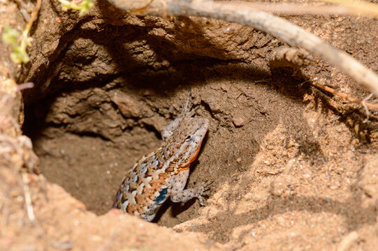 Common Side Blotched Lizard In Baja California