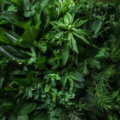 Green plants, leaves background