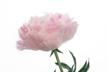pink peony close-up isolate on white, large blossoming peony flower, delicate pink petals, studio shot, mock up for postcard, design