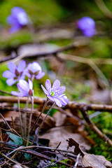 An&eacute;mones de montagne 