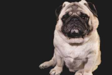 Obraz premium pug with faces and mouths
