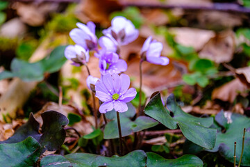 An&eacute;mones de montagne 