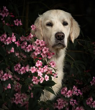 Rosa Bl&uuml;mchen