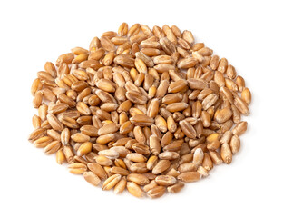 handful of wholegrain wheat grain closeup on white