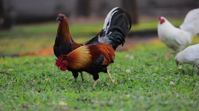 Flock of free range organic chicken foraging and scratching for food in the backyard poultry farm