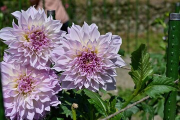 満開の淡い紫色のダリアの花