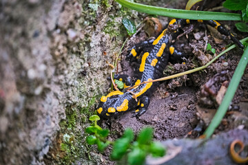 Feuersalamander ( Salamandra salamandra ).