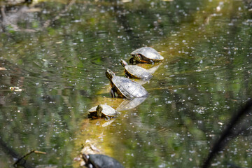 turtles in the sun