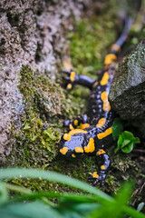 Feuersalamander ( Salamandra salamandra ).