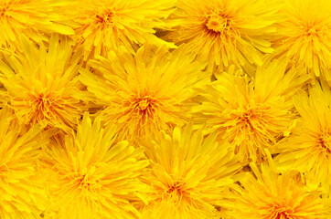 Background of dandelion flower in full bloom. Close up photo as a natural background. Flower abstract texture with copy space. High quality photo