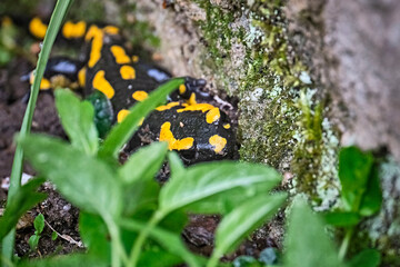 Feuersalamander ( Salamandra salamandra ).
