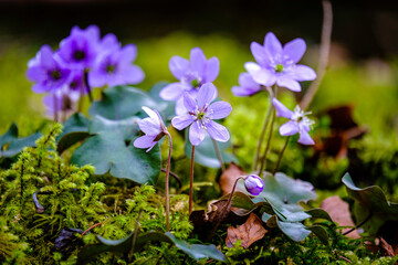 An&eacute;mones en d&eacute;but de printemps