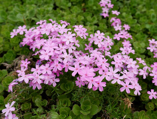 Obraz premium Beautiful little lilac flowers close up