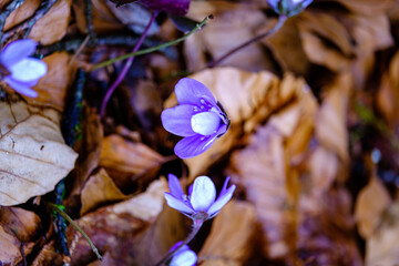 An&eacute;mones en d&eacute;but de printemps