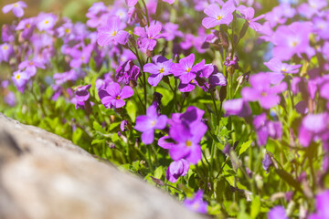 Aubrieta, aubrieta Lat. Aubrieta purple blooms in the garden in summer. A bed of small purple flowers. Floral bright background close-up. Warm sunlight. Landscape gardening of parks and gardens.
