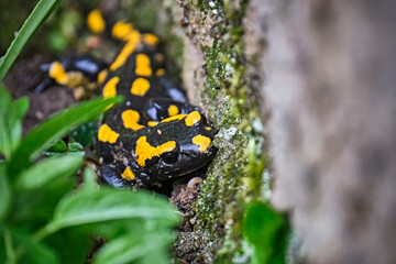 Feuersalamander ( Salamandra salamandra ).