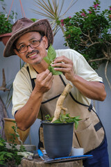 A man is grafting bougainvillea flower tree step by step in the garden