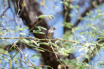 small grey bird