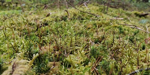 grass in the wind