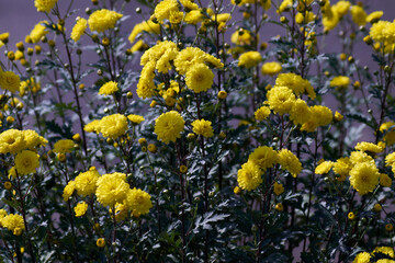 yellow flowers and sky