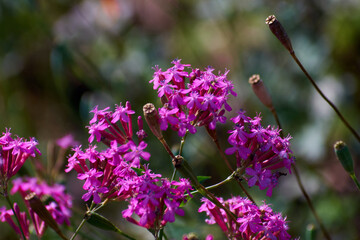 flowers in the garden
