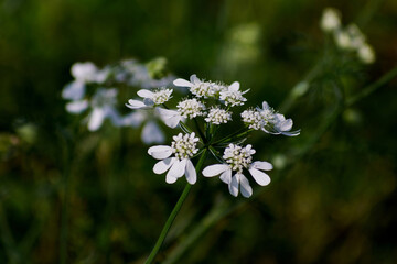 white flowers in the field