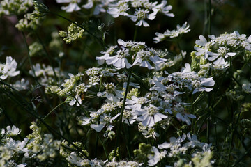 white flowers in the garden