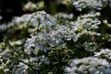 white flowers in the field
