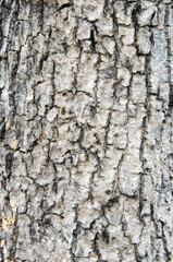 Naklejka premium dry tree bark texture background