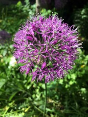 Яркий шарообразный цветок декоративного лука аллиума