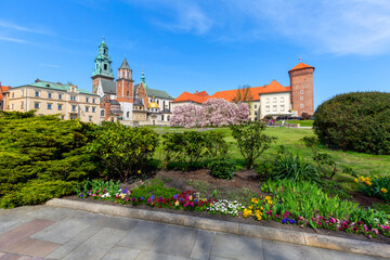 Blooming magnolia trees on the Wawel Hill next to 11th century Wawel Cathedral, Krakow, Poland