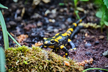 Feuersalamander ( Salamandra salamandra ).