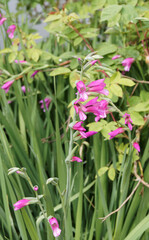 Gladiolus byzantinus - Glaïeuls de Byzance ou glaïeuls byzantins à épis floraux souples garnis de fleurs à pétales rose-rouge et violacé en entonnoir