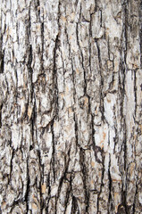 dry tree bark texture background